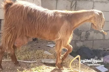  1 عنز حليب بصلاة على النبي