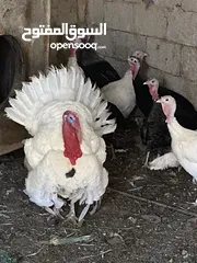  4 حبش للبيع 8اناثي وذكر يعني 9 حبش بل صلاة على النبي في منهن  ثنتين راقدات وفي وحدة بياضة