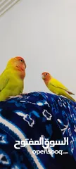  2 Rosy-faced lovebird  man & Woman