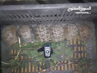  4 سلاحف  شغالة وصغيره وجميع الاحجام ويوجد توصيل حسب المنطقه