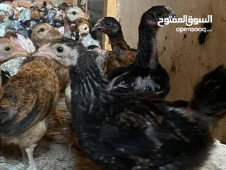  15 دجاج  فيومي وعربي وجيان