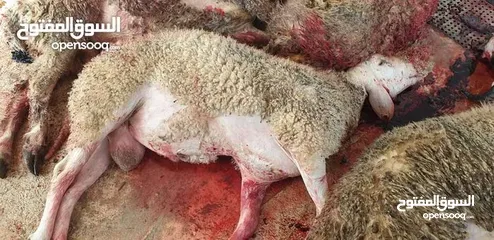  18 لحام متنقل ذبح أضاحي خاروف عجل بلدي جمل غنم بلدي روماني برزيلي كولمبي اسباني خروف بلدي جزار متنقل