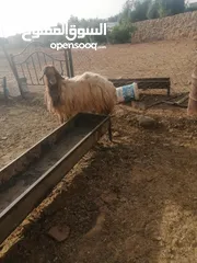  2 قرقورة للبيع
