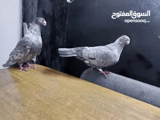  6 جوز قراقطه للبيع معهم فرخ