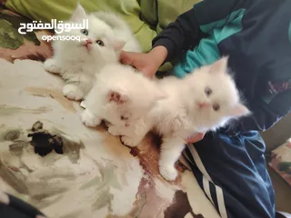  4 هيمالايا شيرازي kitten