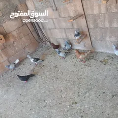  2 حمام البيع