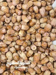  1 تمور الشرقيه النادر