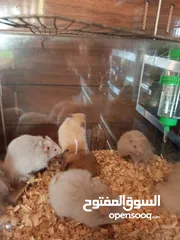  4 هامسترات للبيع