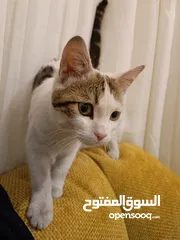  2 قط ذكر عمر 4 شهور للبيع بسعر رمزي