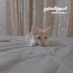  6 قطط لتبني ذكر وانثى عمر شهرين ونص