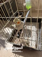 1 حبة كوكتيل