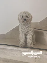 1 بودل عمر 9 اشهر