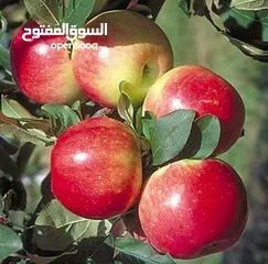  17 الأشجار المثمرة والزينة تجمع بين الجمال والفائدة، تنسيق وصيانة الحدائق الداخليه والخارجية