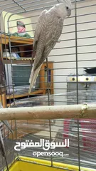  6 جوز كوكتيل وايت فيس  حبات حجب سوبر جامبو مع قفص كاسكو كبير  حجم جامبو  بصلاه على النبي قابل للتفاوض