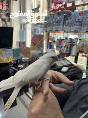  4 كوكتيل البينو بيصا عين حمرة أليفة حمامة جاهزة للإنتاج والتسليم
