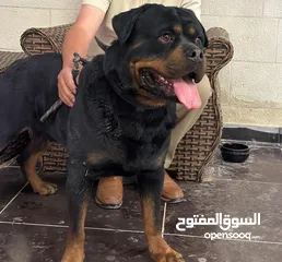  3 كلب روت وايلر للتزاوج أو للبيع