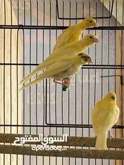  1 مخاليف كنار الحبة ع 7 والكوم 6 (((نهاايتهم)))