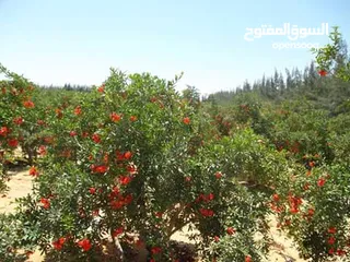  1 مساحة كبيرة تصلح للزراعة والاستزراع السمكي والداجني والحيواني