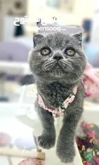  6 amazing Scottish fold ,vaccinated with passport & all tools ,visit us or cash on delivery