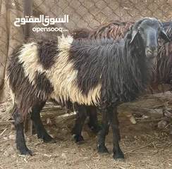  6 كبشين للبيع