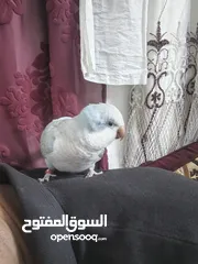  9 ببغاء كويكر. و دره. و فراخ دره و كويكر  تابع وصف طيور بسعر حرق