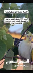  1 للبيع بغبغا أليف جدأ