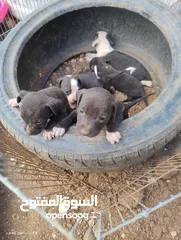  1 جراو بتبول