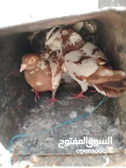  11 حمام صلاة نبي. ماشاء الله شغال