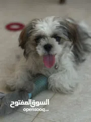  4 ذكر شيتزو عمر سنة تماما للبيع مع كافة اغراضه و بيته مطعم جميع التطعيمات مع دفتر