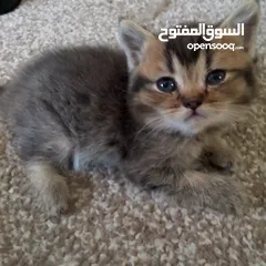  6 قطط سكوتش و شيرازي سكوتش فولد لعب