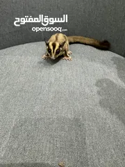  3 Sugar glider male and female playful and peacful