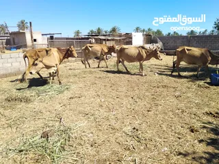  1 للبيع أبقار عمانيات