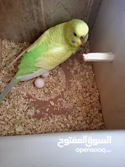  3 عصافير بادجي للبيع  بادجي 2 حبات او بيضة 2 حبات او قفص