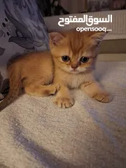  10 kittens for sale 60 days old    Scottish.