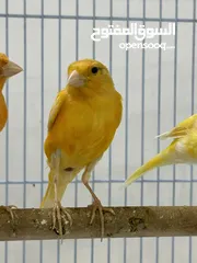  4 طيور للبيع