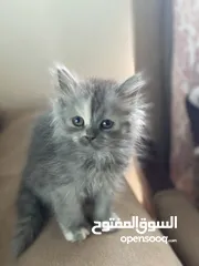  3 قطط شيرازيه عمر شهرين لعوبه -Two-month-old playful Shirazi cats