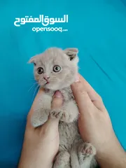  10 كيتنز سكوتش فولد بيرفكت بيور للبيع  kittens scotch fold perfect pure for sale