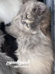  7 2 قطط كتنز مع امهم مرضعه