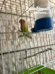  7 إقرأ الوصف