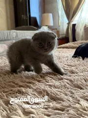  3 قط سكوتش فولد بيور