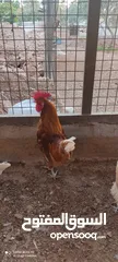  3 دجاج لوهمان