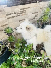  6 كلب مالتيز (فرنش تيرير) للبيع بيلي