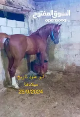  7 مهره عربيه بدون ورق