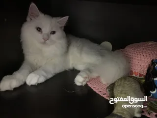  2 قطة شيرازي ذكر كيوووووت عمره 6 اشهر / Cute Catty for sale