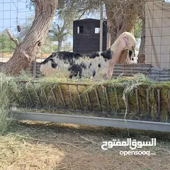  1 كبش نجدي فحل صنف و راهي مد وشور اقرأ الوصف قبل التواصل