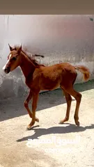  1 مهرة عربية غير مسجلة بنت فحل عربي واهو مسجل للبيع