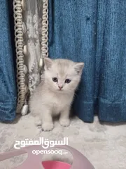  1 Zoti and Pure Chinchilla British