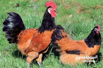  1 للبيع فروخ زينة من ساس نظيف وسلالة مميزة