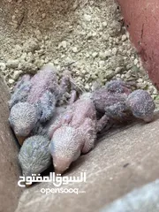  4 جواز روز وفشر نخب اول