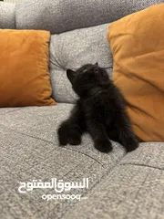  9 قطط سكوتش فولد للبيع